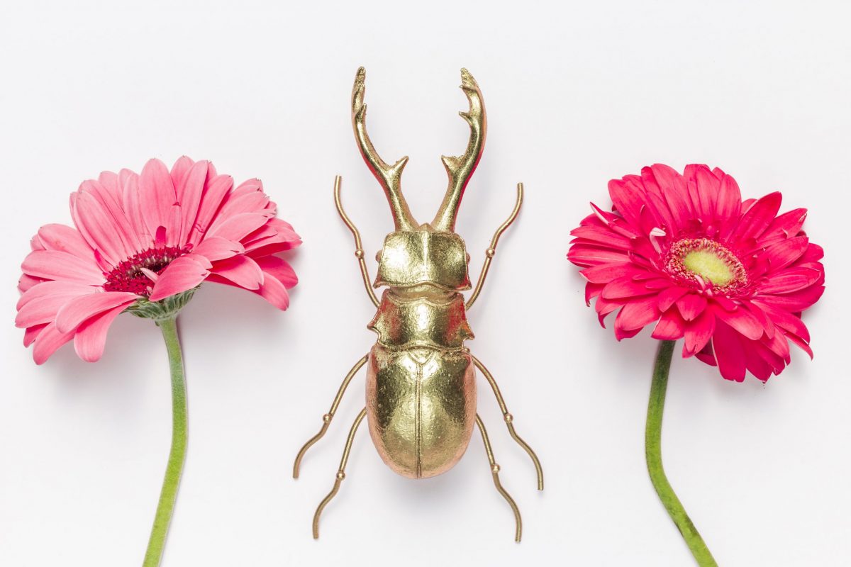 flowers-beetle